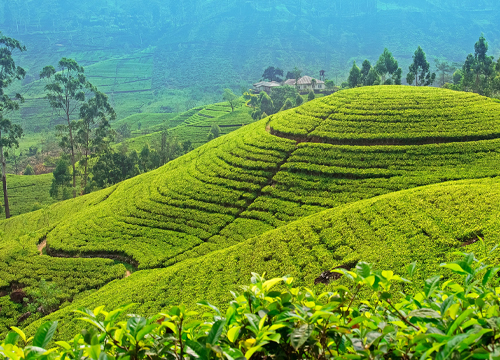 Kandy to Nuwara Eliya tea country road