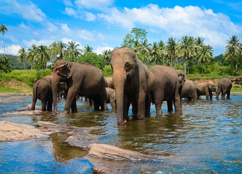 Pinnawala Elephant Orphanage