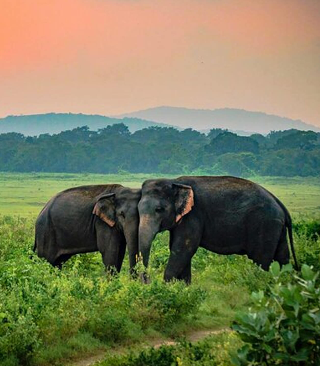 Udawalawe wildlife circuit park gate ETH reservoir Belihuloya one day motorcycle Sri Lanka